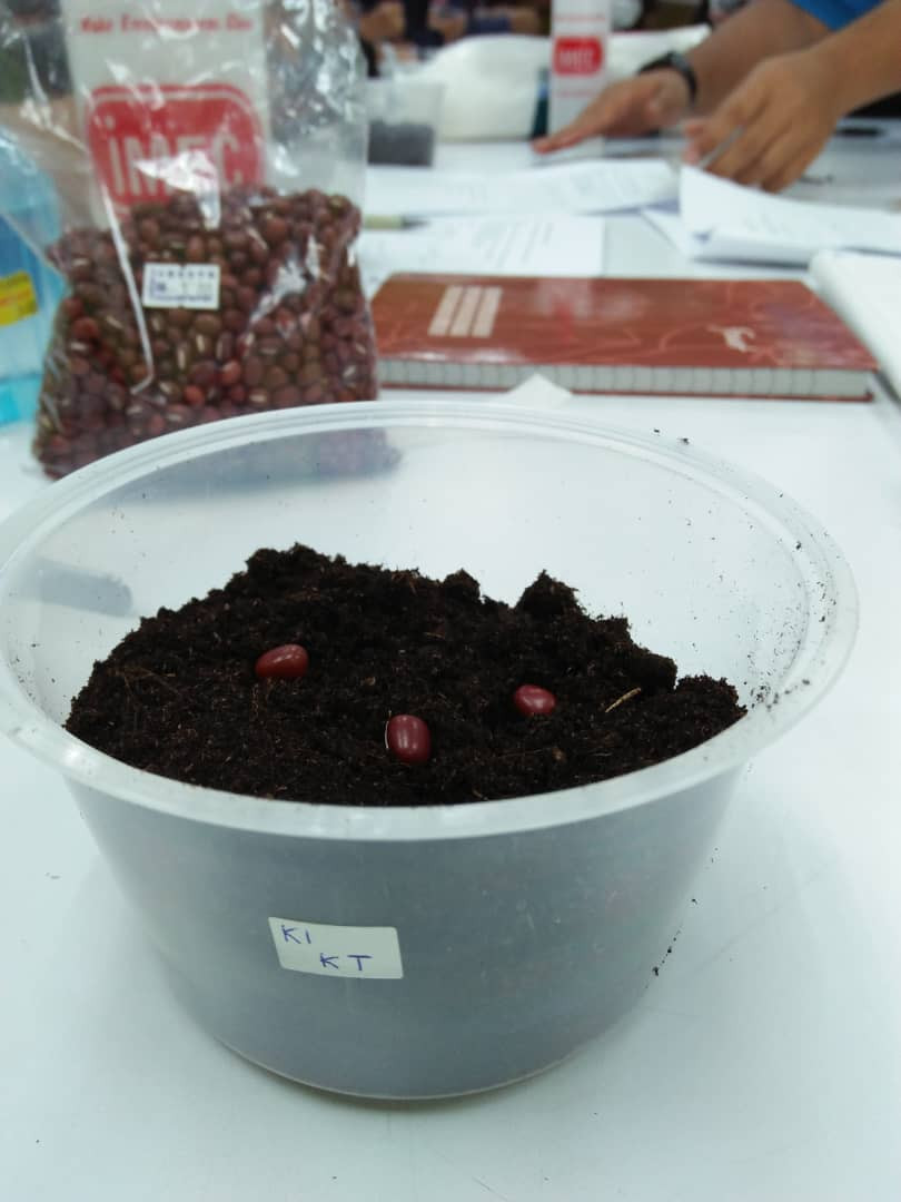 Minggu 5 Eksperimen 3 Percambahan Epigeal Dan Hipogeal