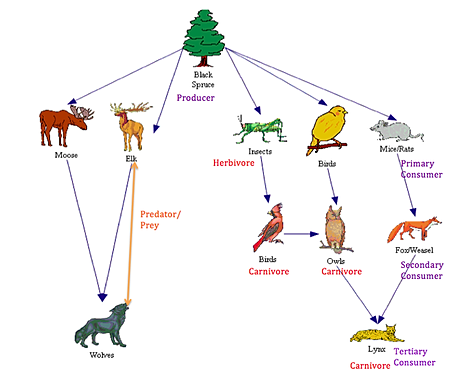 Carnivore food chain Biology Diagrams