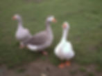Geese