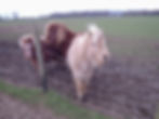 Ponies