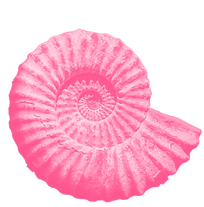 grey shell fossil_edited.png