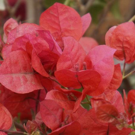 Bougainvillea