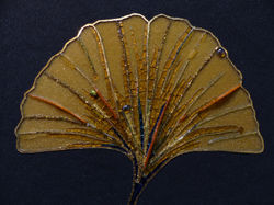 Ginkgo