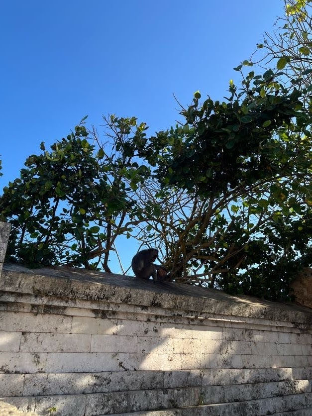 <おまけ>ウルワツ寺院周辺には野生の猿がいます【バリ RYT200】