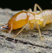 signs-you-have-termites.jpg