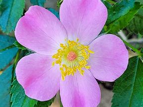 Poem-a-Week, Pink Roses, and Butterflies