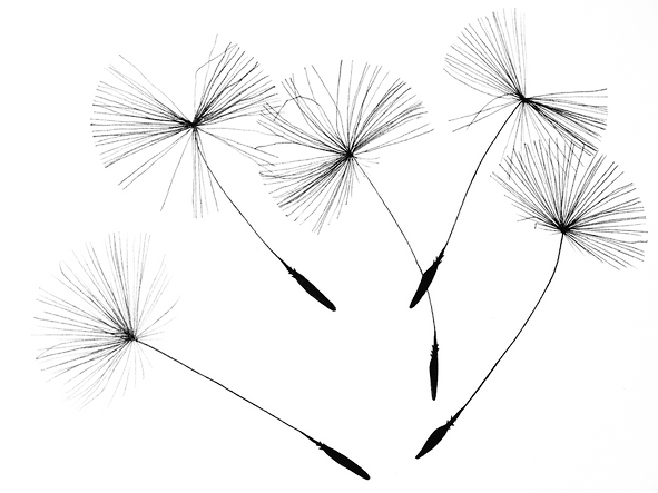 dandelion-seeds-2483277_960_720.png