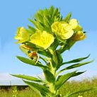 Secreto Natural formulas historicas de la medicina natural y remedios naturales en la medicina alternativa, el aryuveda y homeopatia, apoyo a un tratamiento natural y ayuda para lupus, Artritis, Osteoporosis, Menopausia, Prostata, Diabetes, Colesterol, pre
