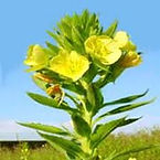 Secreto Natural formulas historicas de la medicina natural y remedios naturales en la medicina alternativa, el aryuveda y homeopatia, apoyo a un tratamiento natural y ayuda para lupus, Artritis, Osteoporosis, Menopausia, Prostata, Diabetes, Colesterol, pre
