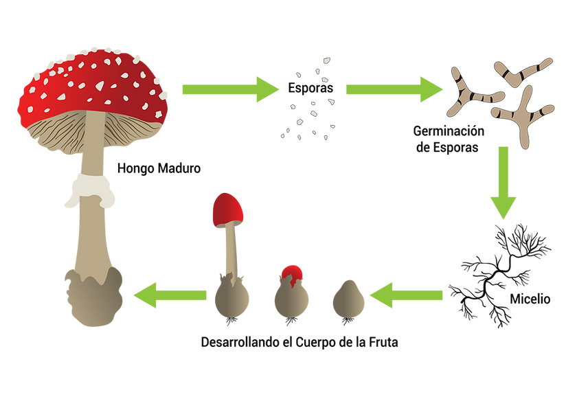 ciclo de vida de los hongos