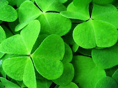 Verde.jpg