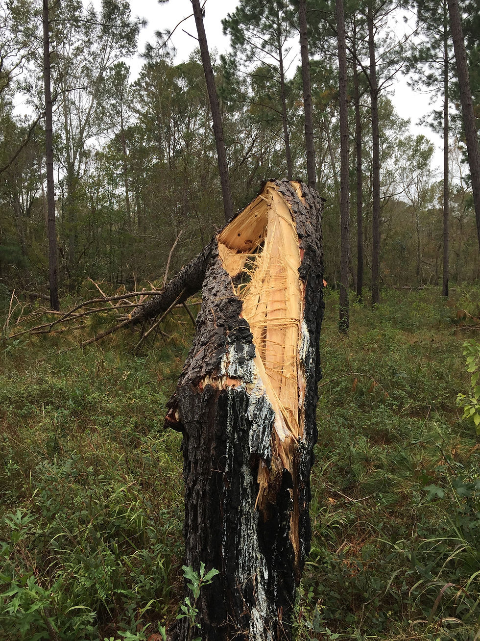 Hurricane Michael