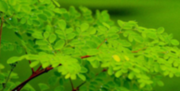 moringa-oleifera-ConvertImage.png