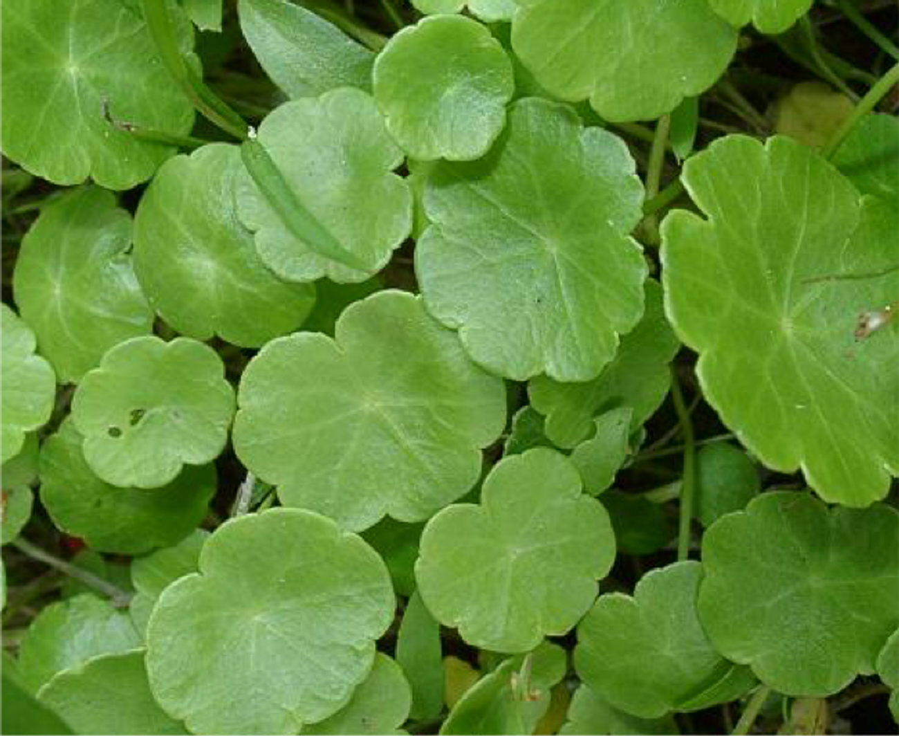 Hydrocotyle Asiatica Uses In Hindi Redonditos o Hydrocotyle asiatica | acuaticas