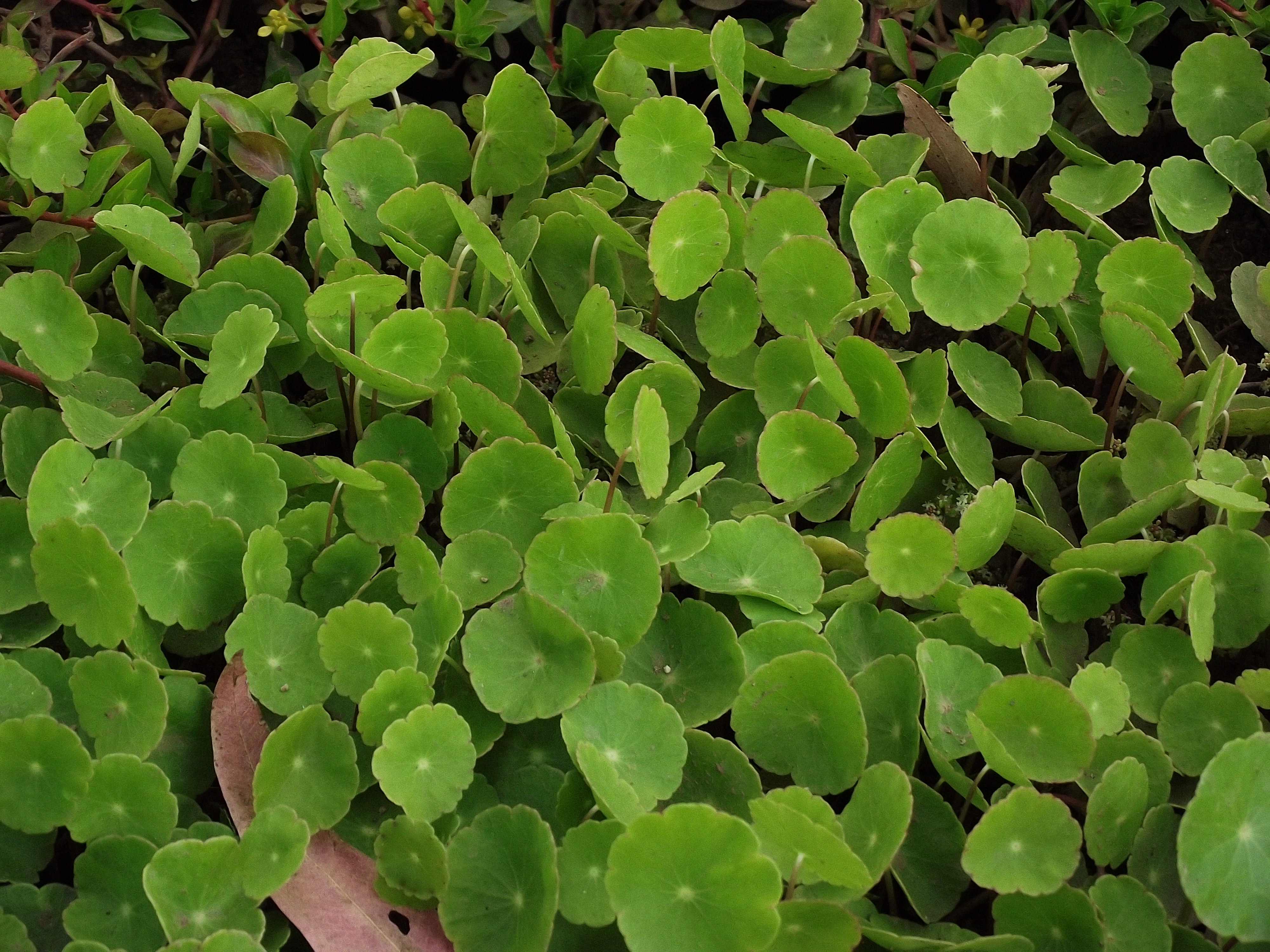 Hydrocotyle Asiatica Uses In Hindi Redonditos o Hydrocotyle asiatica | acuaticas