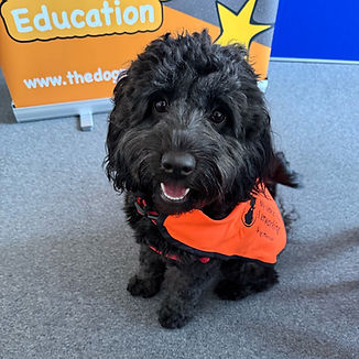 Therapy dogs for schools South Wales