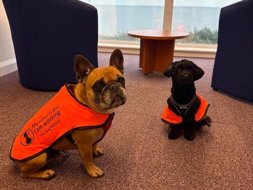 Cookie and Rio at Stone Bay School!