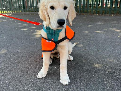 Say hello to Dog Mentor Duke!