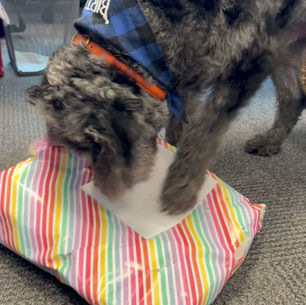 Monty moves to his new school!