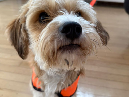 Meet Peanut!