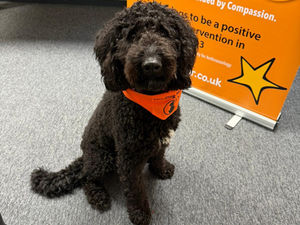 First of two new Dog Mentor schools today!