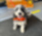 Birmingham Dog Mentor