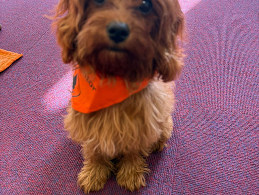 Rosie joins Smudge at Featherstone Infant and Nursery School!