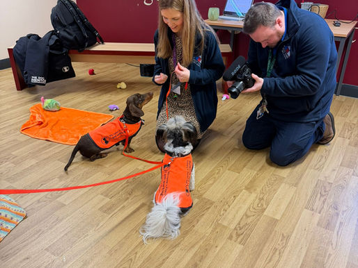 Seven Dog Mentors for Selly Park!