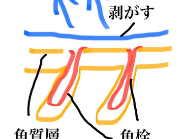 毛穴って??