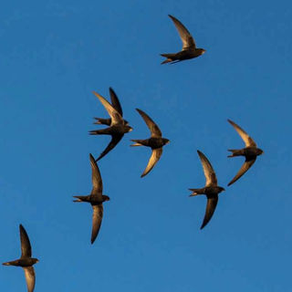 Swift by name, Swift by nature