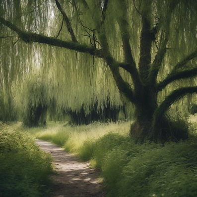 overgrown ash and willow forest.jpg