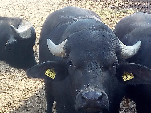 vendita carne di bufalo