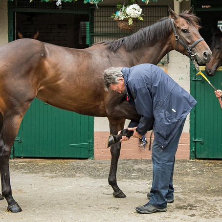 Soundness, Flexion and Trot Ups