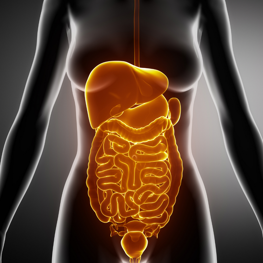 Is Visceral Manipulation the key to resolving my low back pain?