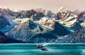 Alaskan_Cruise_Whale_Maridav.jpg