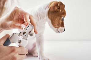 header_trimming_nails_dog.jpg