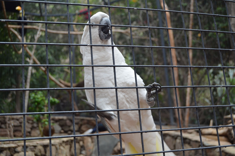 Palmitos Park