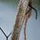 Thumbnail: Vintage Japanese hand-knitted straw back pad Bandori