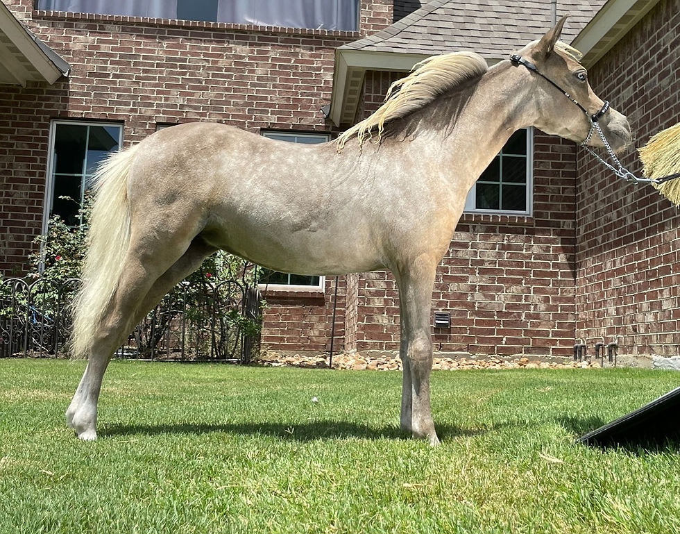Crown Ranch Miniature Horses For Sale
