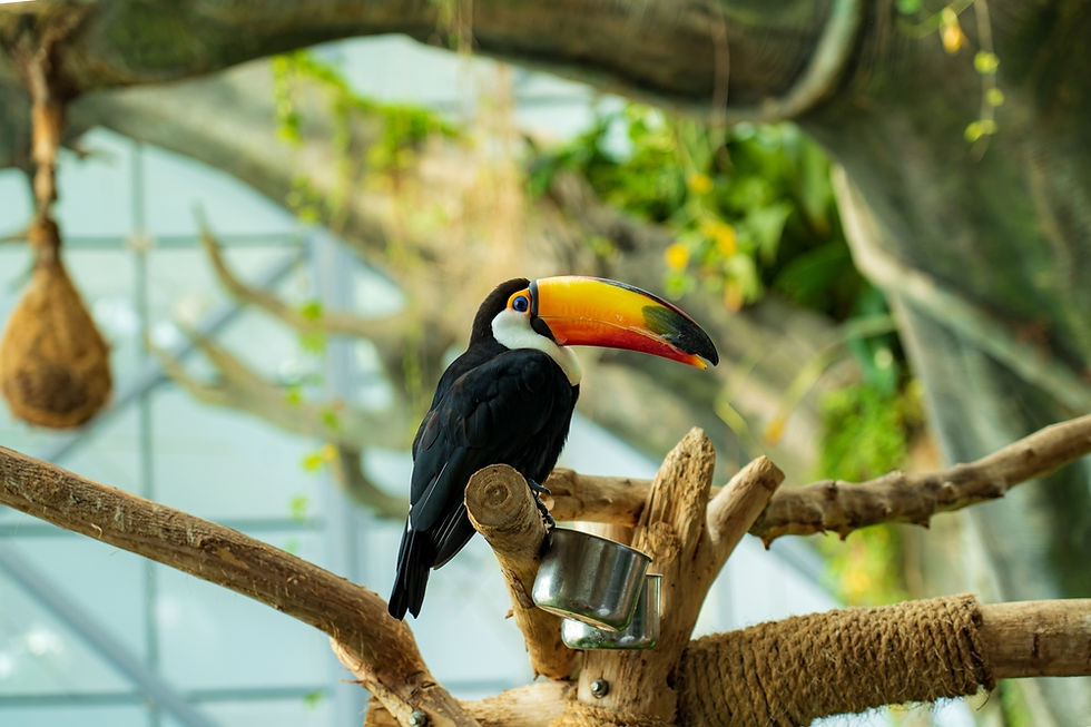 A Black Taucan Bird in the Green Planet