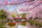 Cherry Blossom in Japan.