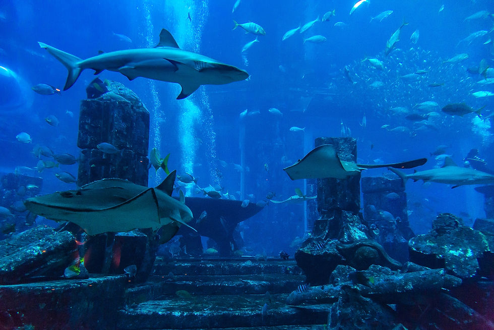 Sharks and String Ray Fishes in Dubai Aquarium