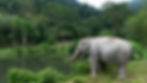 An Elephant in the Green Elephant Sanctuary in Phuket