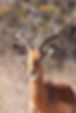 Ram Hunts Texas.jpeg