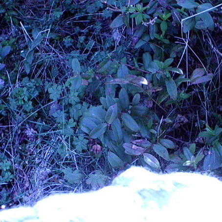 raw unedited video clips experiment fake GoPro 1