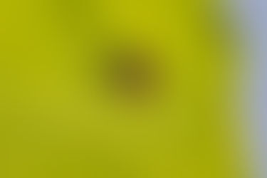 Borréliose de Lyme et naturopathie