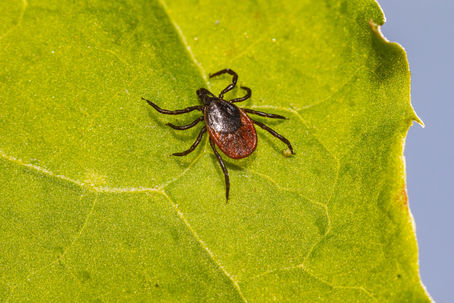 Borréliose de Lyme et naturopathie
