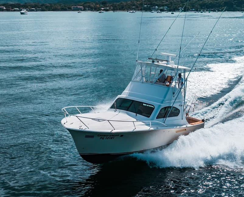 oceanbillfish-1.jpg