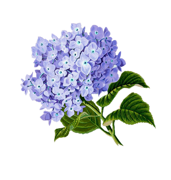 blue hydrangea