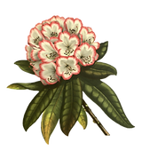 pink and white flower